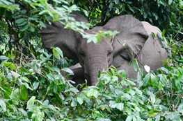 Republic of Congo Becomes 11th Nation to Join Elephant Protection Initiative